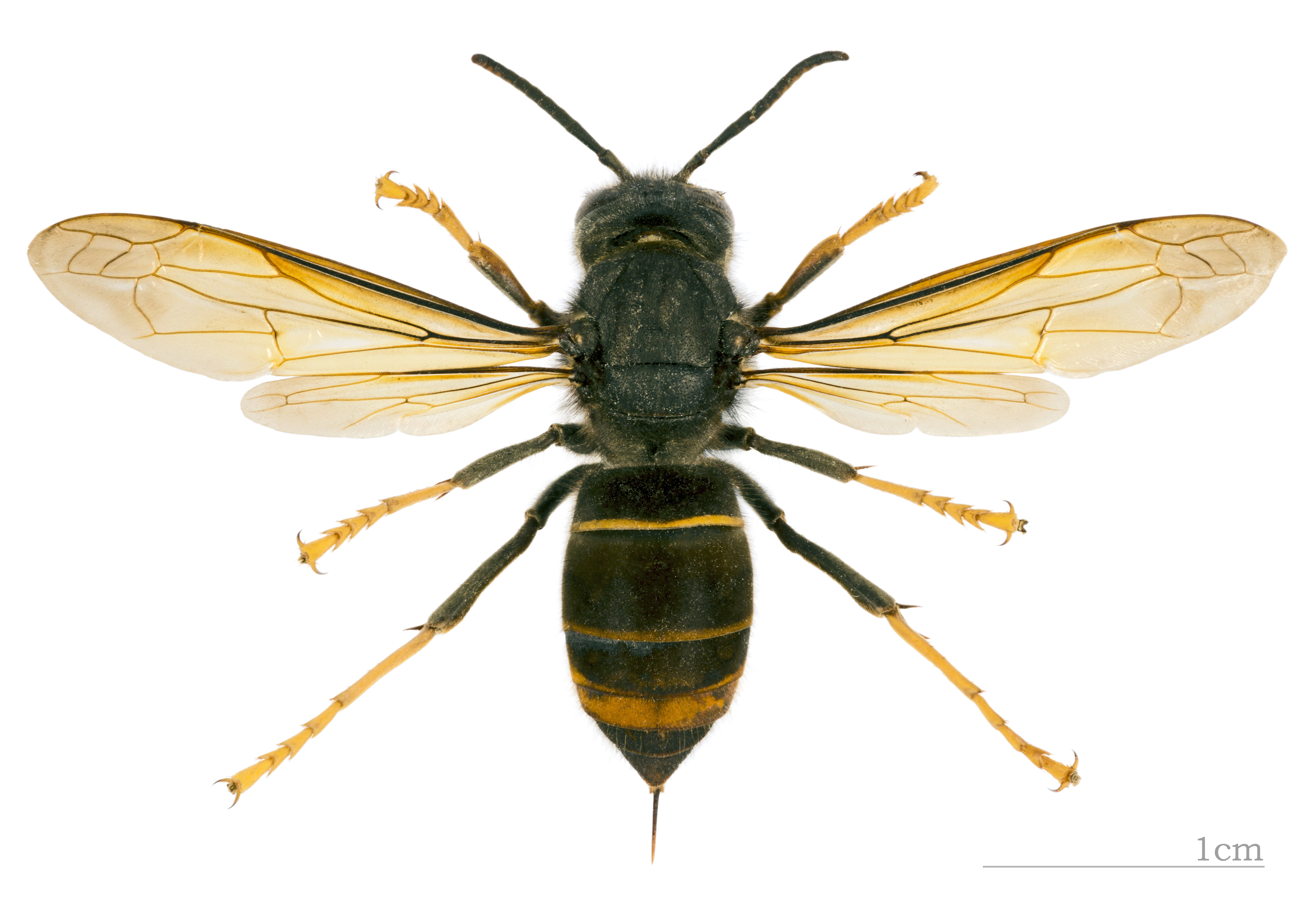 vespa-asiática