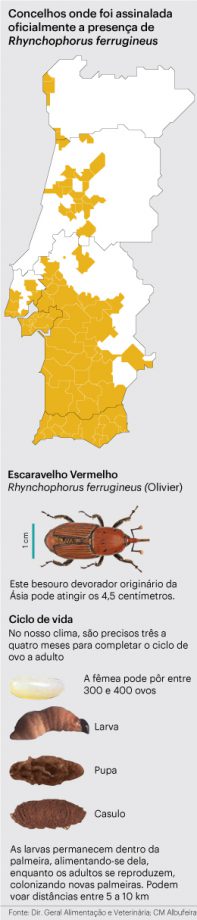 Escaravelho da Palmeira - CM Sesimbra