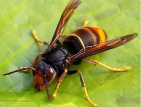 vespa-asiática