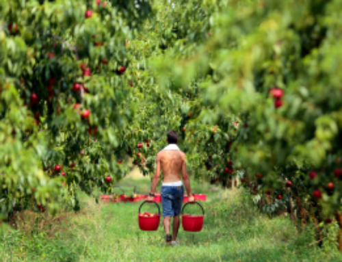 Quando for grande quero ser agricultor