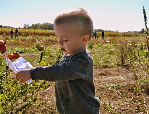 Jovens Agricultores – Abriu novo período de candidaturas