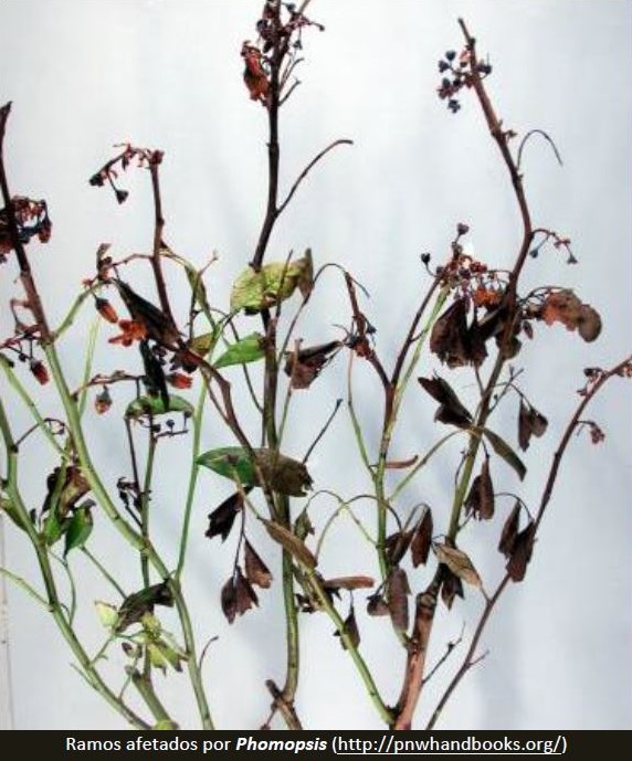 phosphorland-doencas-mirtilo-phomopsis_sp