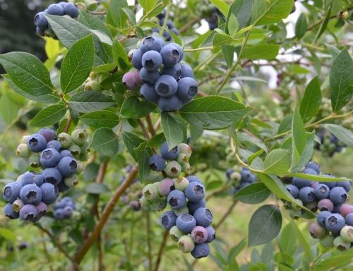 8 Benefícios dos mirtilos – o rei dos antioxidantes