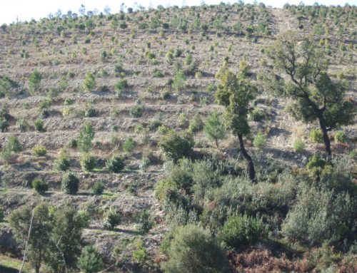 Medronheiro uma aposta na rentabilidade