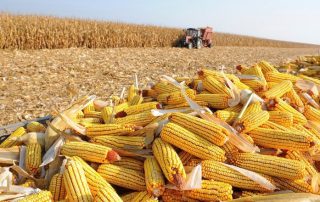 Produtores de milho adaptaram-se às alterações climáticas