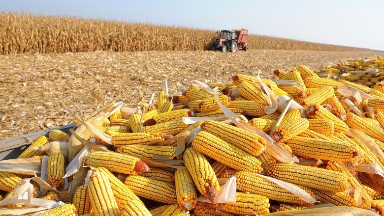 Produtores de milho adaptaram-se às alterações climáticas