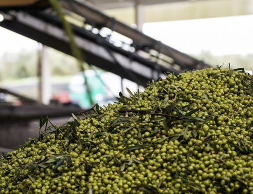 Soluções para reaproveitar resíduos dos lagares de azeite