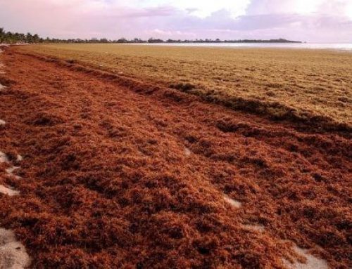 Sargaço com potencial na Agricultura