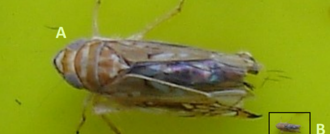 Inseto, a cigarrinha - Flavescência Dourada