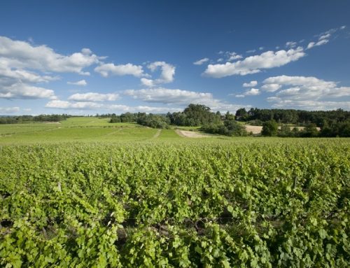 As alterações climáticas no setor vitivinícola