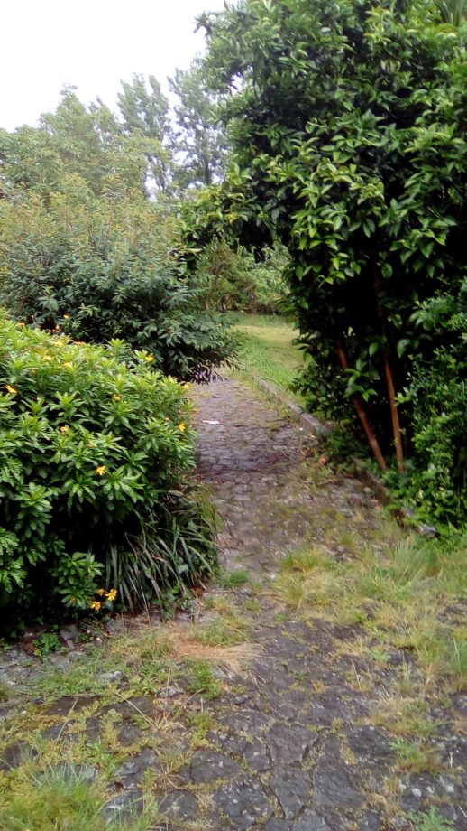 phosphorland-servicos-jardinagem-limpeza-jardim-antes phosphorland servicos jardinagem limpeza antes