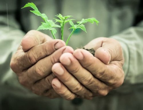 Sustentabilidade será o futuro da Agricultura