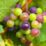 phosphorland phorland 4wine castas portugal